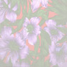 Hibiscus background CD cover
